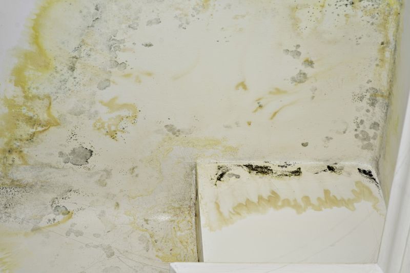 Attic Mold Removal in Boca Raton, FL