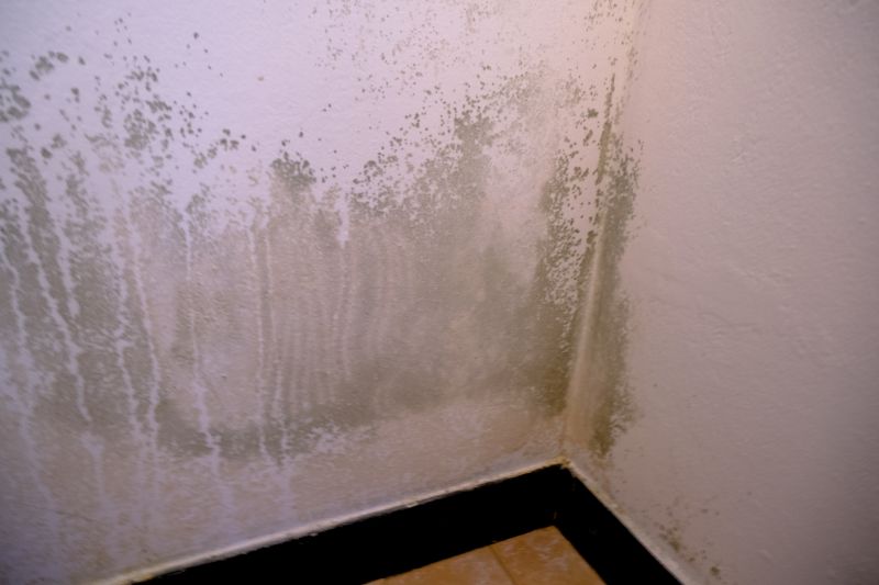 Mold Abatement Service in Bergen County, NJ