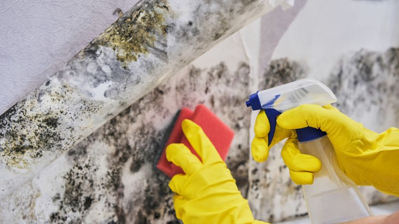 Mold Abatement Service in Fort Lauderdale, FL