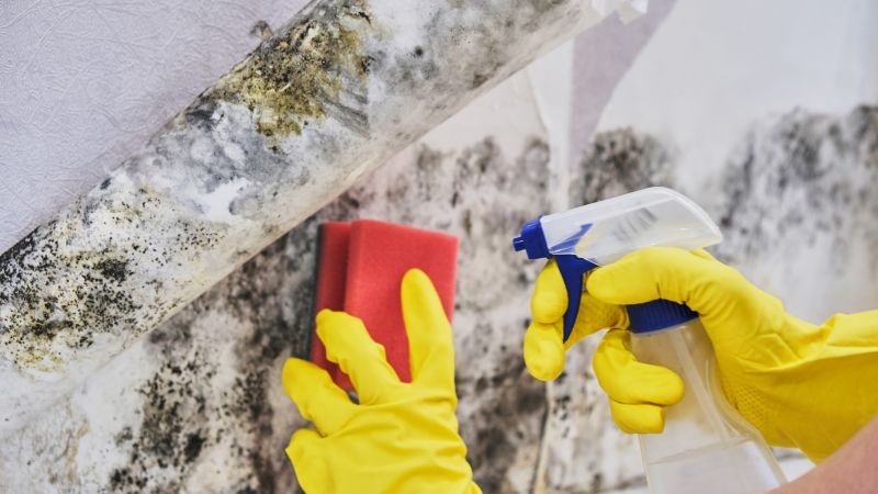 Mold Mitigation Service in Essex County, NJ