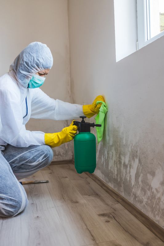 Effective Mold Removal